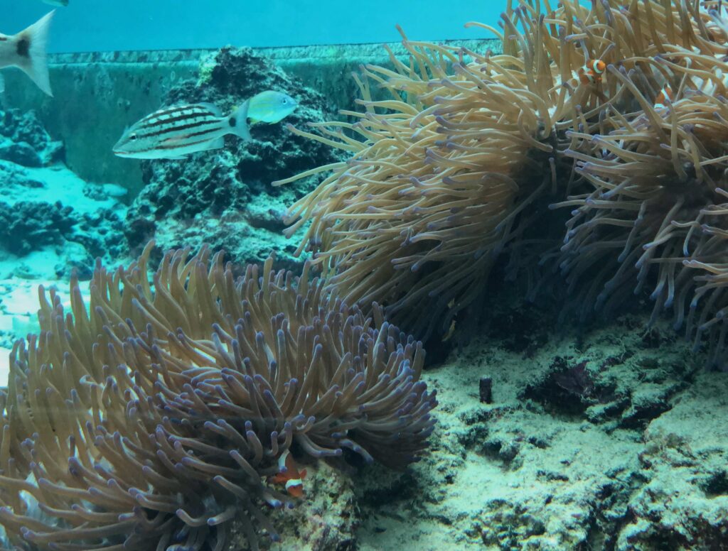 沖縄　美ら海水族館　水槽　カクレクマノミ