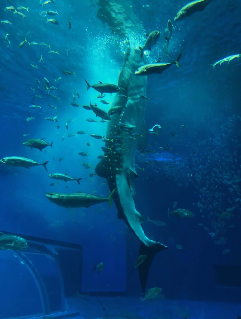 沖縄　美ら海水族館　水槽　ジンベイザメ　食事