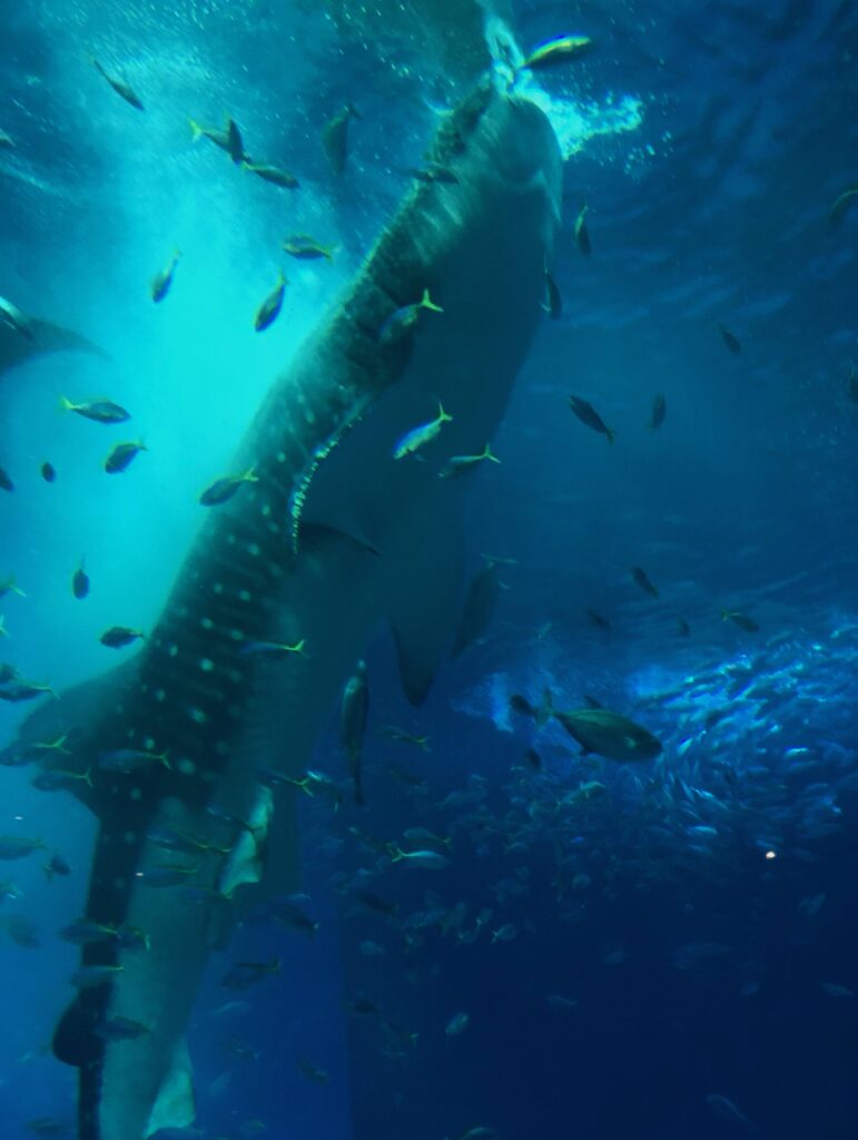 沖縄　美ら海水族館　水槽　ジンベイザメ　食事