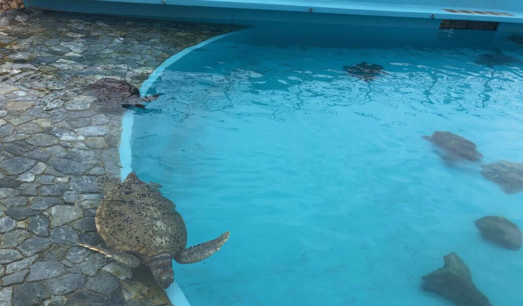 沖縄　美ら海水族館　ウミガメ