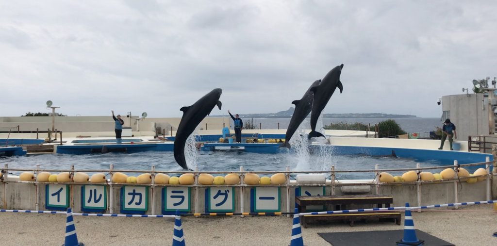 沖縄　美ら海水族館　イルカショー