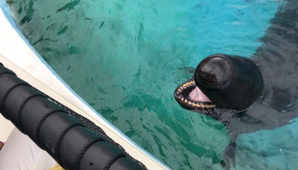 沖縄　美ら海水族館　イルカショー　イルカ餌やり体験