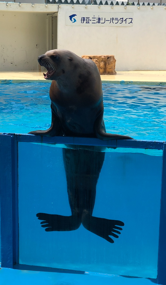 ショースタジアムでのイルカショー