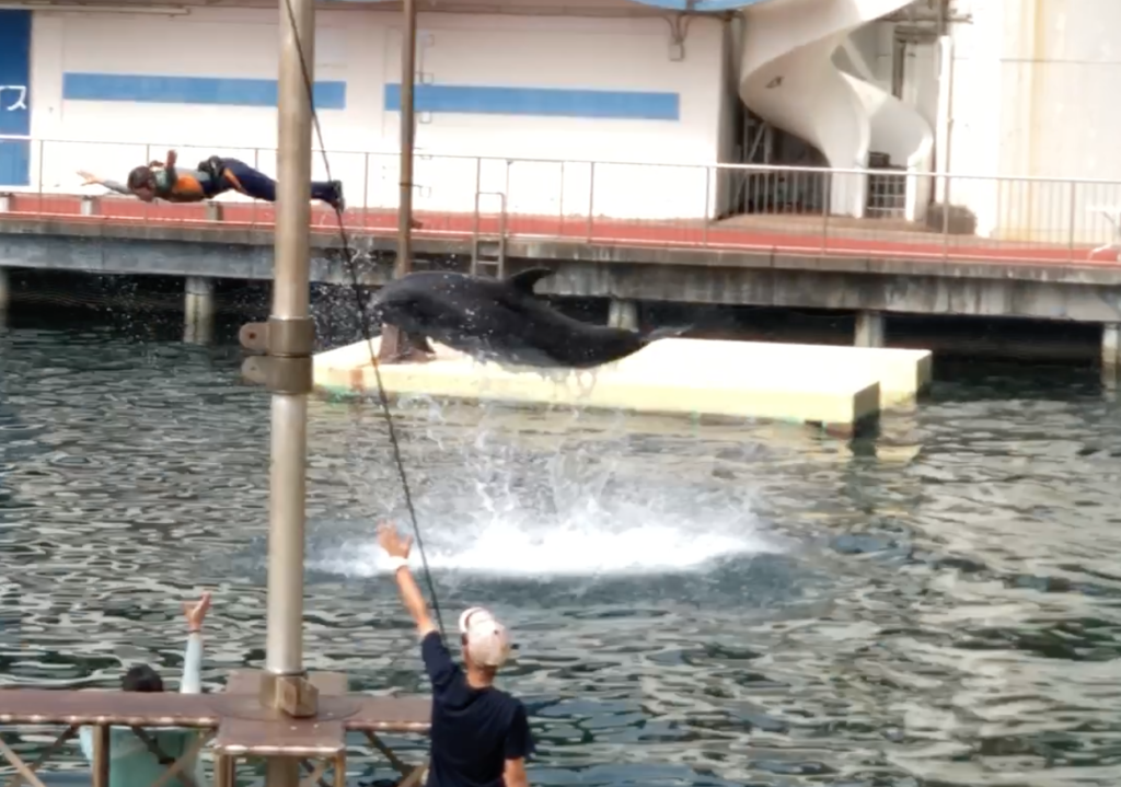 海のショーステージでイルカのショー